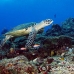 turtle_green_er_h_0705_png1083.jpg